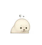 ゴマフアザラシ（個別スタンプ：1）