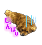 銀ちゃんすたんぴゅ（個別スタンプ：6）