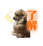 銀ちゃんすたんぴゅ（個別スタンプ：7）