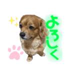 銀ちゃんすたんぴゅ（個別スタンプ：8）