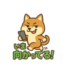 どや顔柴犬の毎日スタンプ（個別スタンプ：9）
