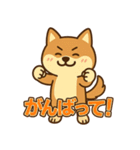 どや顔柴犬の毎日スタンプ（個別スタンプ：11）