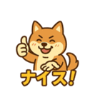 どや顔柴犬の毎日スタンプ（個別スタンプ：12）