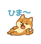 どや顔柴犬の毎日スタンプ（個別スタンプ：15）