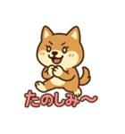 どや顔柴犬の毎日スタンプ（個別スタンプ：16）