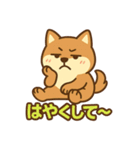 どや顔柴犬の毎日スタンプ（個別スタンプ：22）