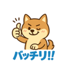 どや顔柴犬の毎日スタンプ（個別スタンプ：23）