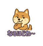 どや顔柴犬の毎日スタンプ（個別スタンプ：24）