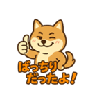どや顔柴犬の毎日スタンプ（個別スタンプ：30）