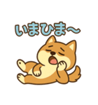 どや顔柴犬の毎日スタンプ（個別スタンプ：31）