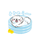 動くペキニーズ！！7夏だ！（個別スタンプ：12）