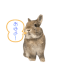 コンパクトうさぎ⭐︎もこ（個別スタンプ：1）
