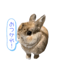 コンパクトうさぎ⭐︎もこ（個別スタンプ：3）