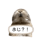 コンパクトうさぎ⭐︎もこ（個別スタンプ：8）