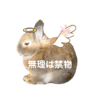 コンパクトうさぎ⭐︎もこ（個別スタンプ：22）