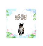 Memeちゃんスタンプ 2025夏（個別スタンプ：34）