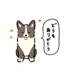 今日もコーギーが可愛い2（個別スタンプ：1）