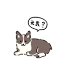 今日もコーギーが可愛い2（個別スタンプ：12）
