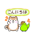 【夏】日常挨拶✴︎気遣い✴︎まるまる豆柴（個別スタンプ：2）