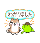 【夏】日常挨拶✴︎気遣い✴︎まるまる豆柴（個別スタンプ：9）