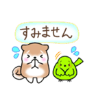 【夏】日常挨拶✴︎気遣い✴︎まるまる豆柴（個別スタンプ：31）