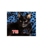 黒猫同盟（個別スタンプ：3）