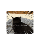 黒猫同盟（個別スタンプ：4）