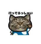 動くキジトラ猫6(夏2)（個別スタンプ：11）