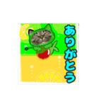 動くキジトラ猫6(夏2)（個別スタンプ：15）