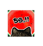 動くキジトラ猫6(夏2)（個別スタンプ：20）