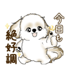 シーズー犬 2025 「たまには本音で」（個別スタンプ：1）