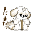 シーズー犬 2025 「たまには本音で」（個別スタンプ：17）