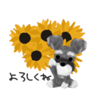 夏のシュナウザー犬（個別スタンプ：10）