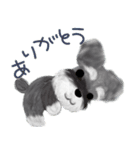 夏のシュナウザー犬（個別スタンプ：12）