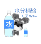 夏のシュナウザー犬（個別スタンプ：33）