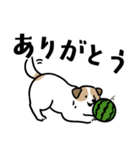 ほっこりジャックラッセル 4（夏）（個別スタンプ：5）