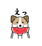 ほっこりジャックラッセル 4（夏）（個別スタンプ：25）