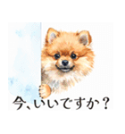 水彩感じるポメラニアンスタンプ（個別スタンプ：4）