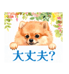 水彩感じるポメラニアンスタンプ（個別スタンプ：10）