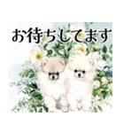 水彩感じるポメラニアンスタンプ（個別スタンプ：17）