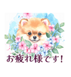 水彩感じるポメラニアンスタンプ（個別スタンプ：24）