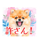 水彩感じるポメラニアンスタンプ（個別スタンプ：31）