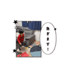 こはうま2（個別スタンプ：13）