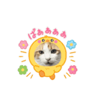 動く！柴犬と猫⑨（個別スタンプ：1）