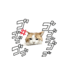 動く！柴犬と猫⑨（個別スタンプ：2）