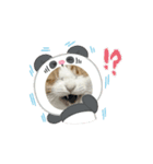 動く！柴犬と猫⑨（個別スタンプ：3）