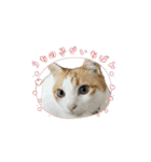 動く！柴犬と猫⑨（個別スタンプ：5）