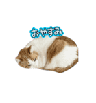 動く！柴犬と猫⑨（個別スタンプ：7）