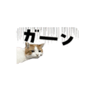 動く！柴犬と猫⑨（個別スタンプ：8）