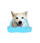動く！柴犬と猫⑨（個別スタンプ：10）